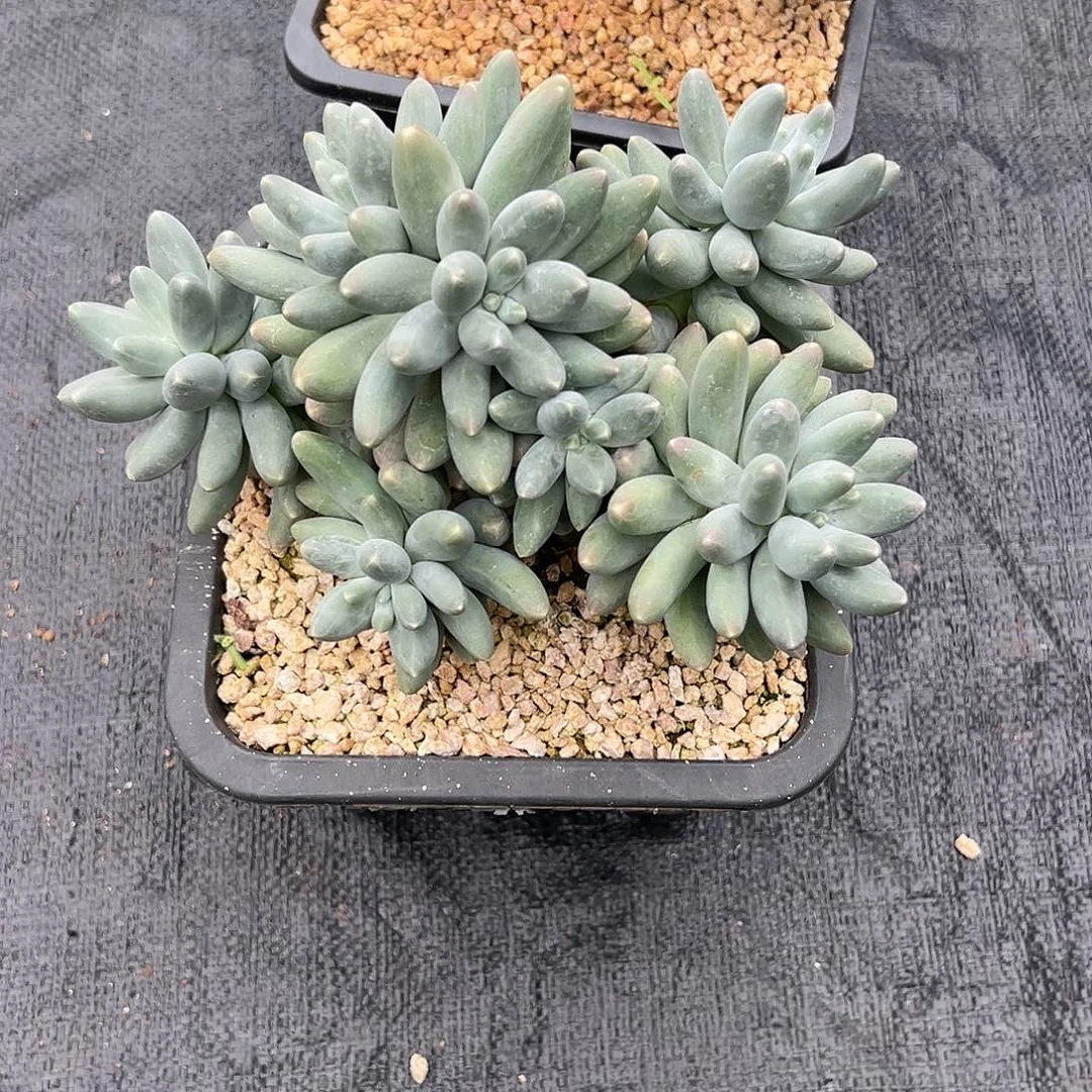 【闪购商品】乌拉奶