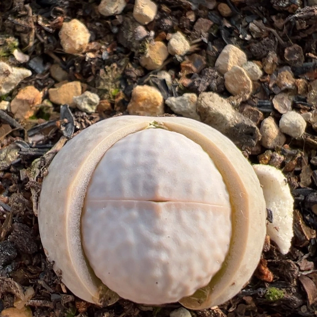 69多肉植物百科植物