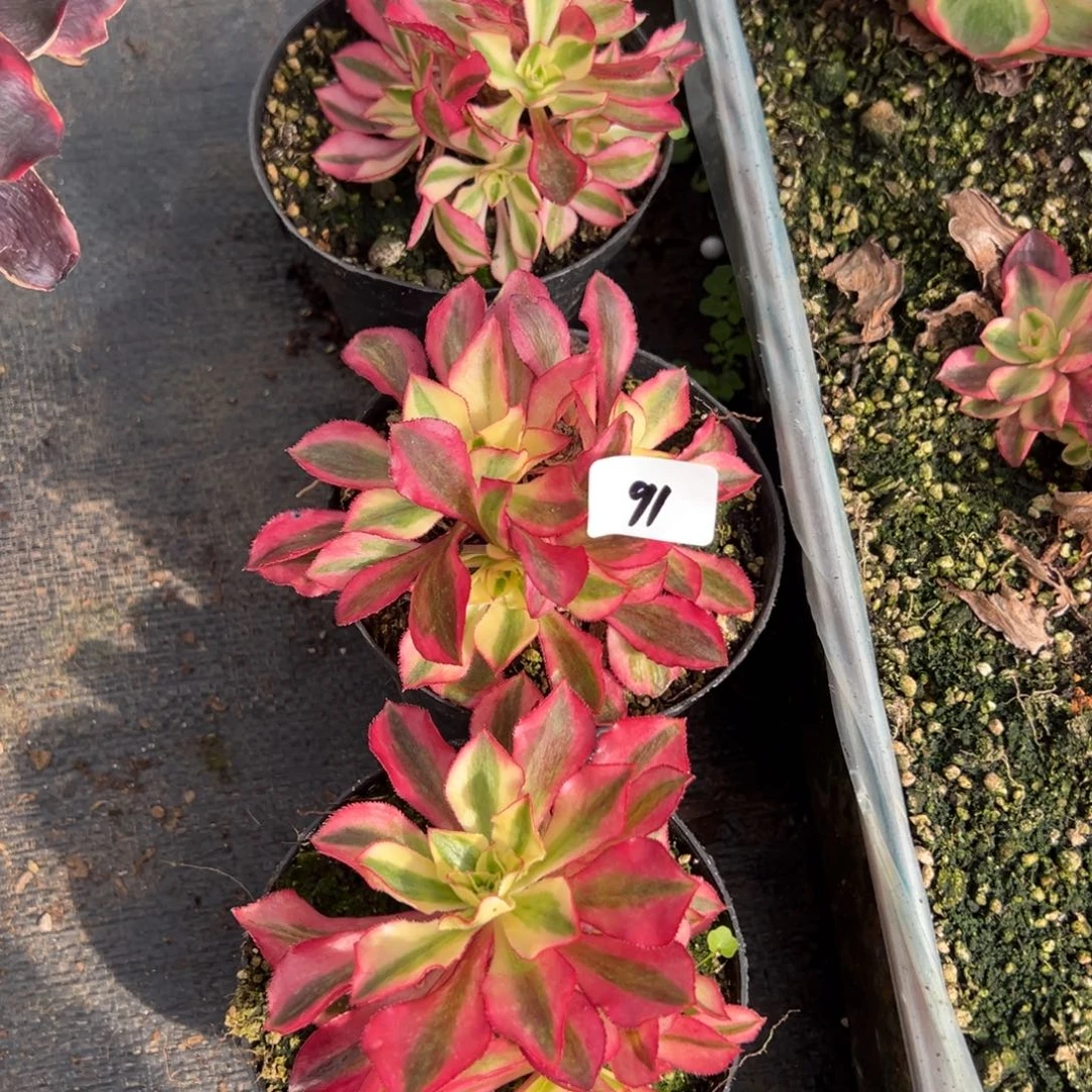 91魅影砍头群一颗9.9