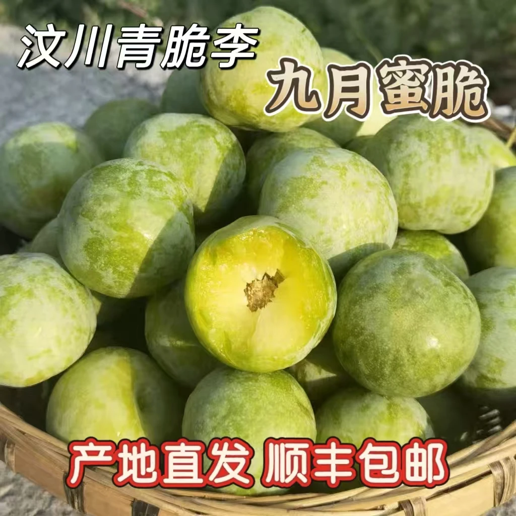 【顺丰包邮九月脆】正宗四川汶川阿坝脱骨九月密脆清脆李