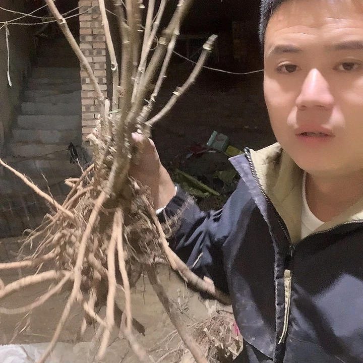 阳***跑当前无花栽培后可以开花