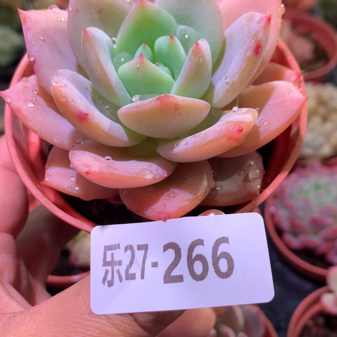 乐然27-266 白月梦露