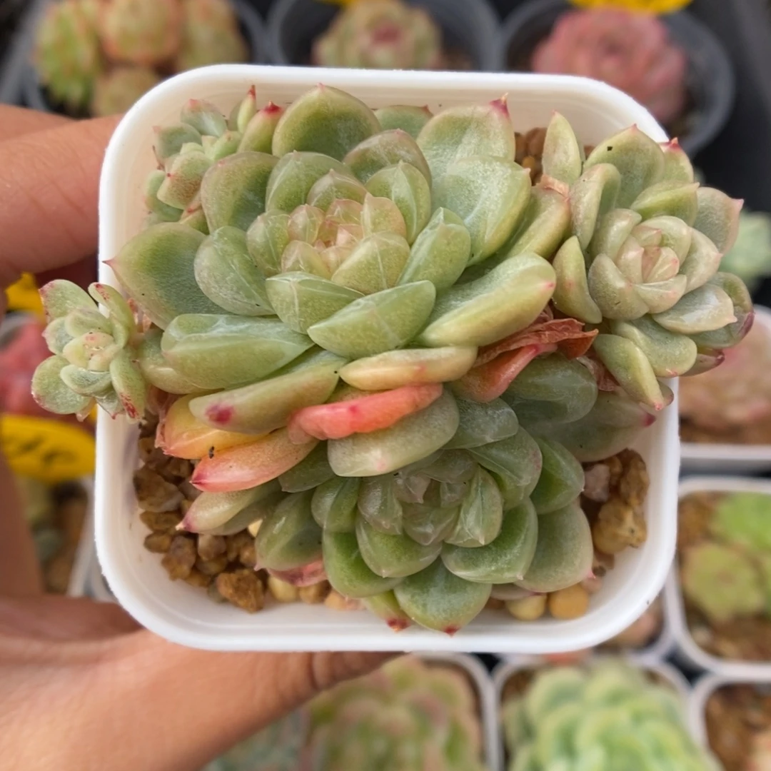 财富密码群生976号