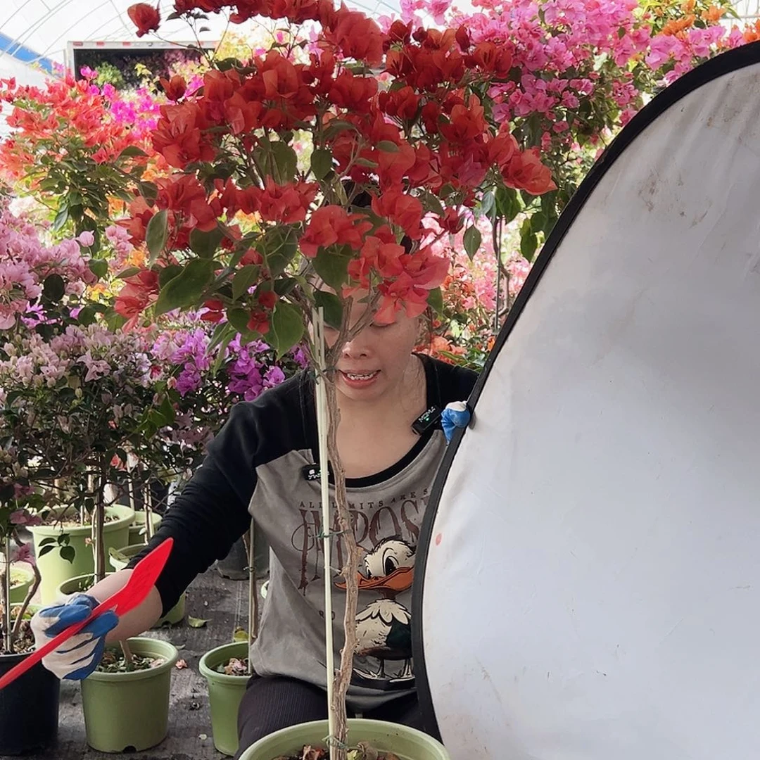 唐***o大部分花苞少量开放M24不甜西瓜