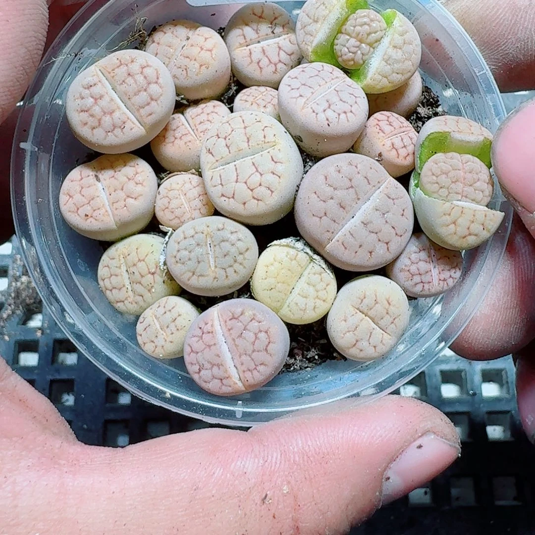 14 多肉植物多肉植物