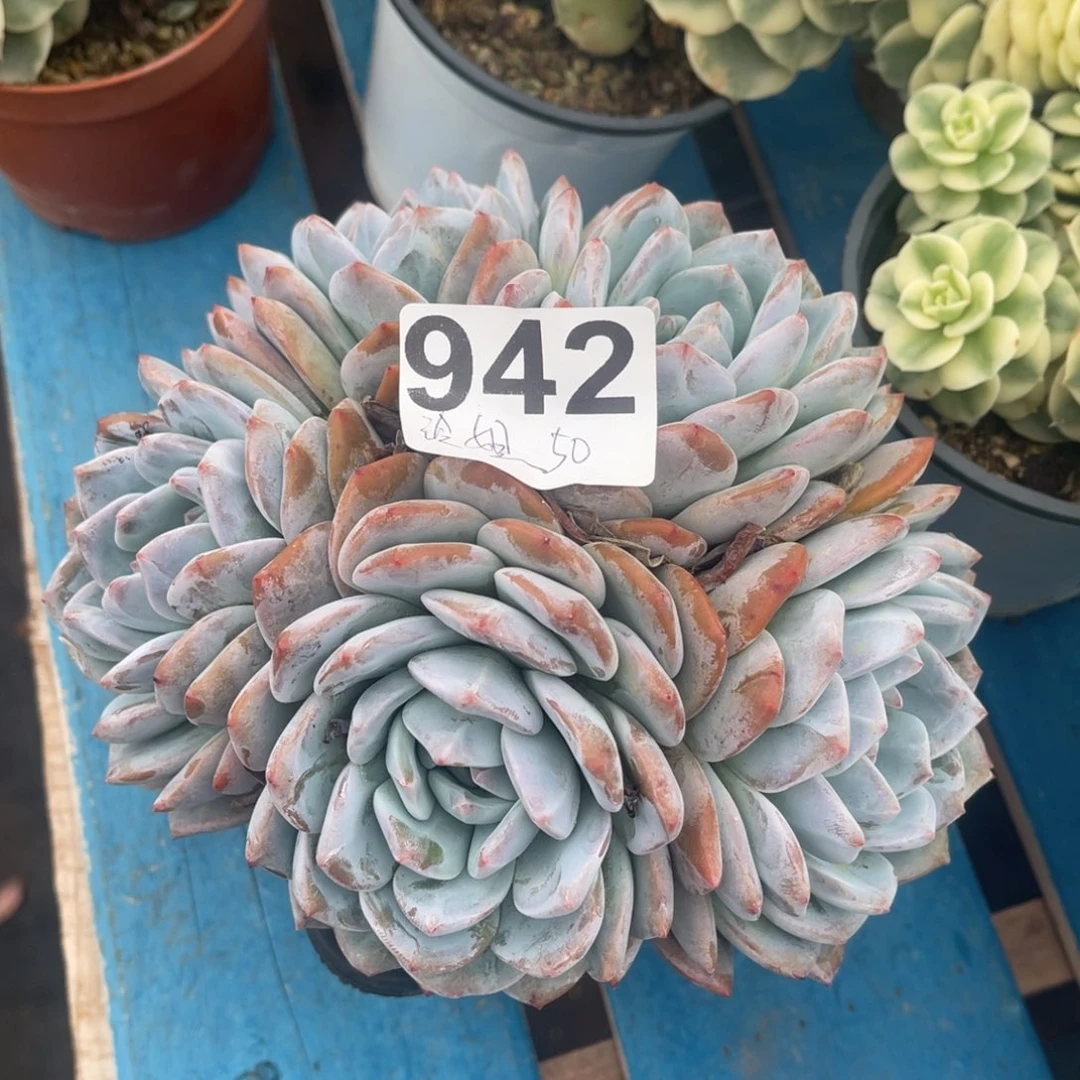 多肉植物保护研究所