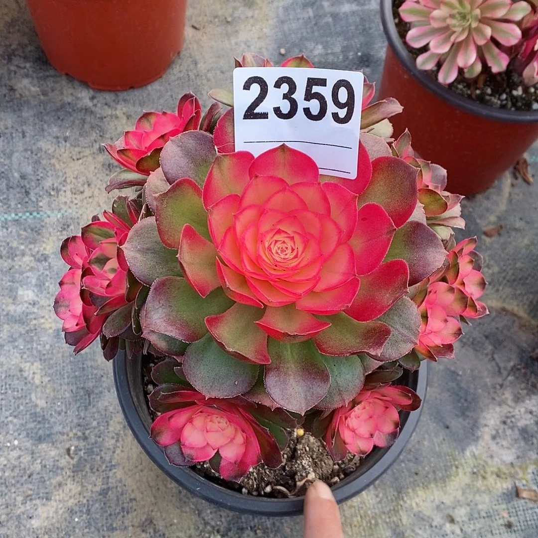 红陶Z*Y2359荔枝4官服16.7