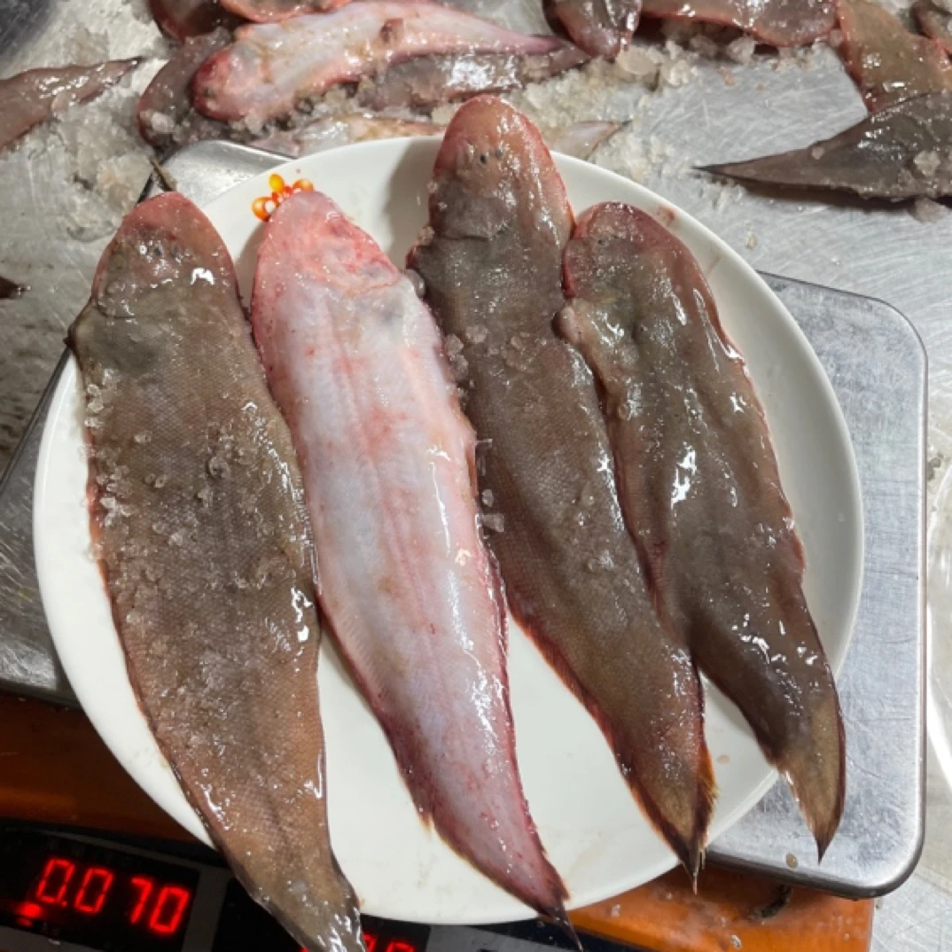 江苏吕四本港细鳞龙利鱼   踏板鱼  5斤