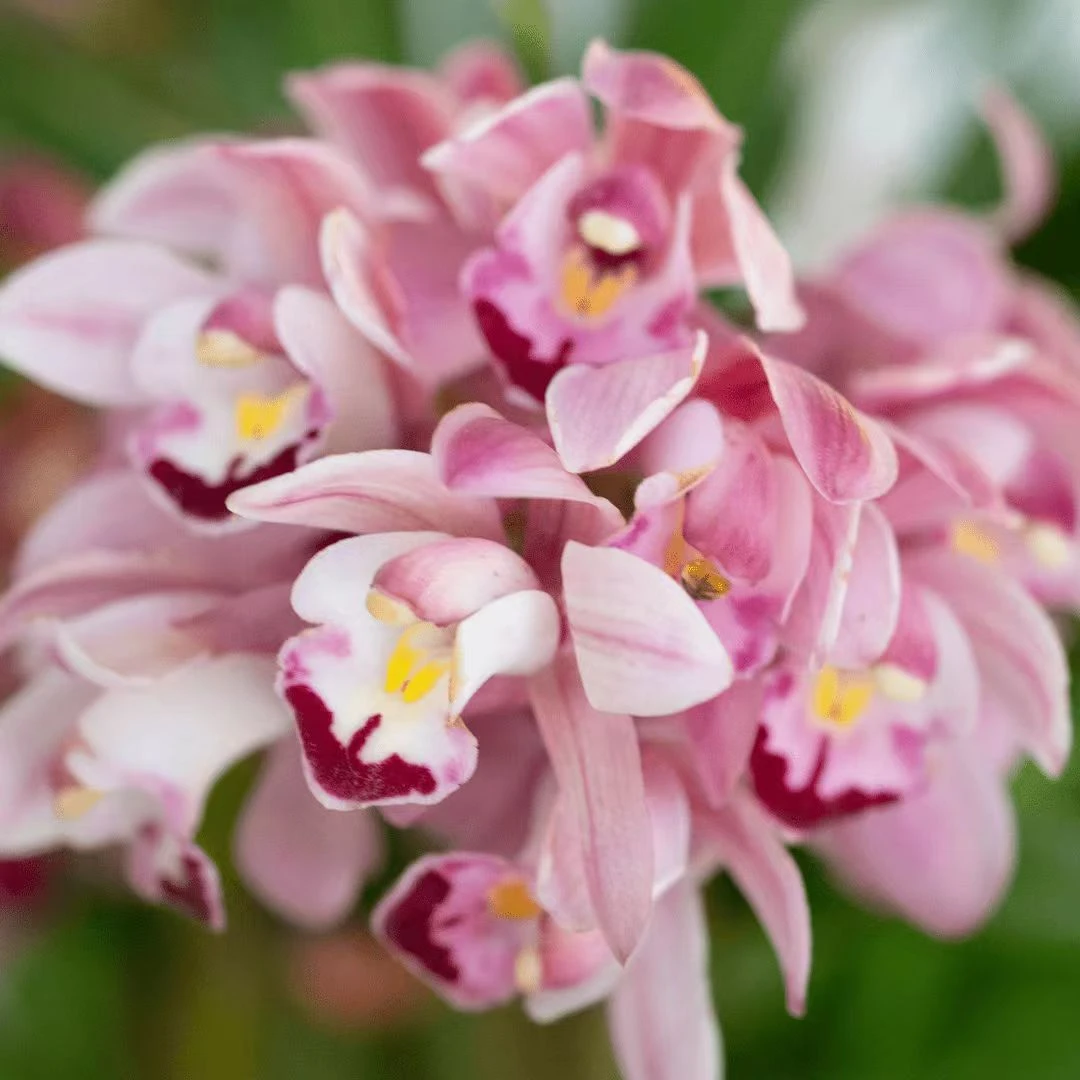 美好生活【浪漫樱花粉】2-4花剑室内外好养年宵花浓香