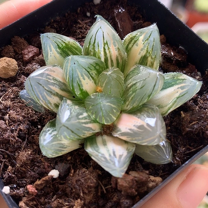 龙爪玉露锦带盆土发货