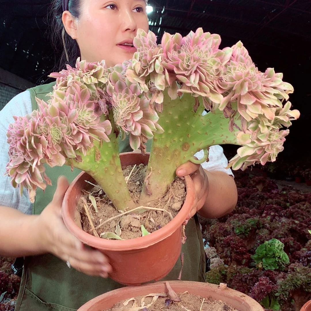无花朵柒哥多肉法师不包侧断枝15