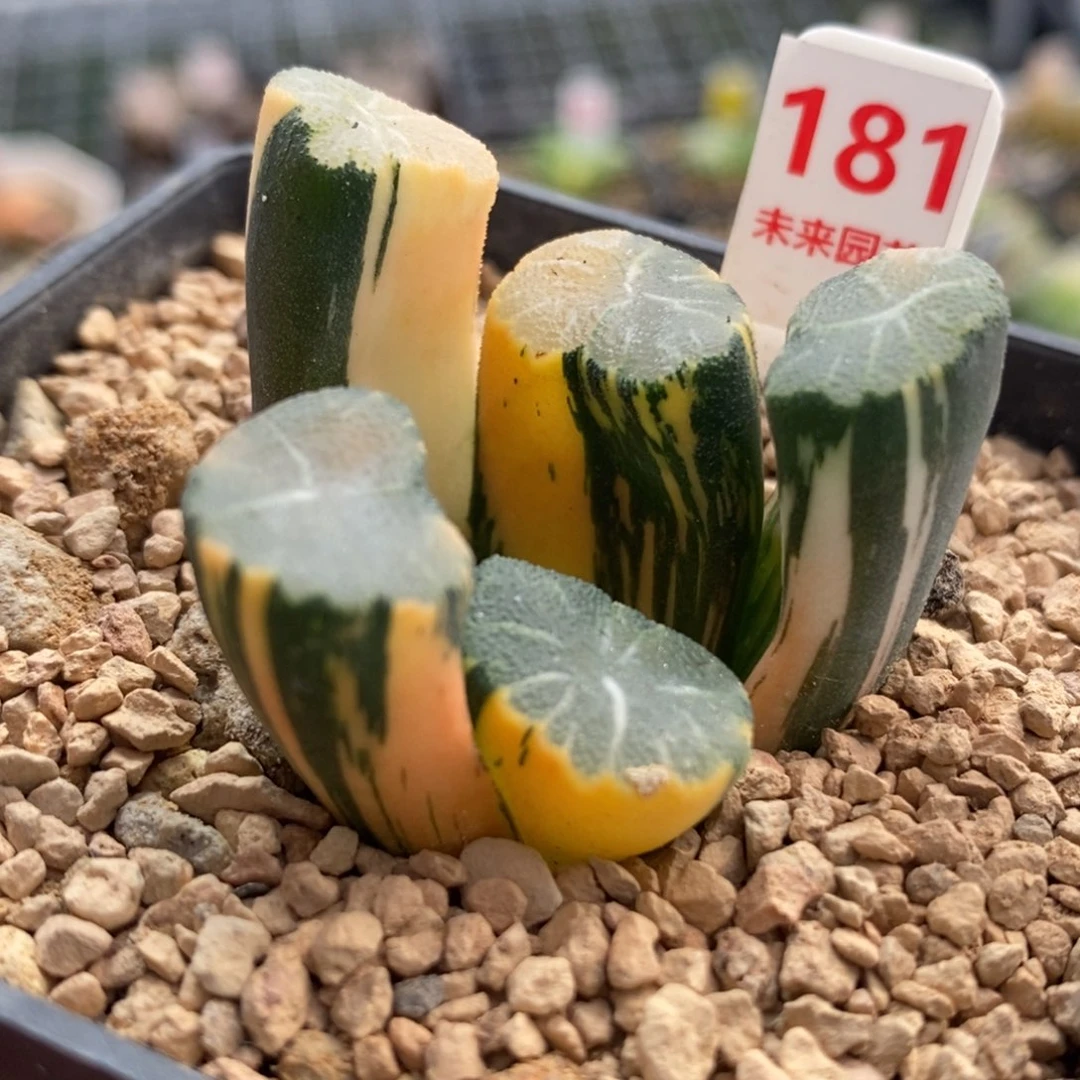 181白妙万象锦一物一拍