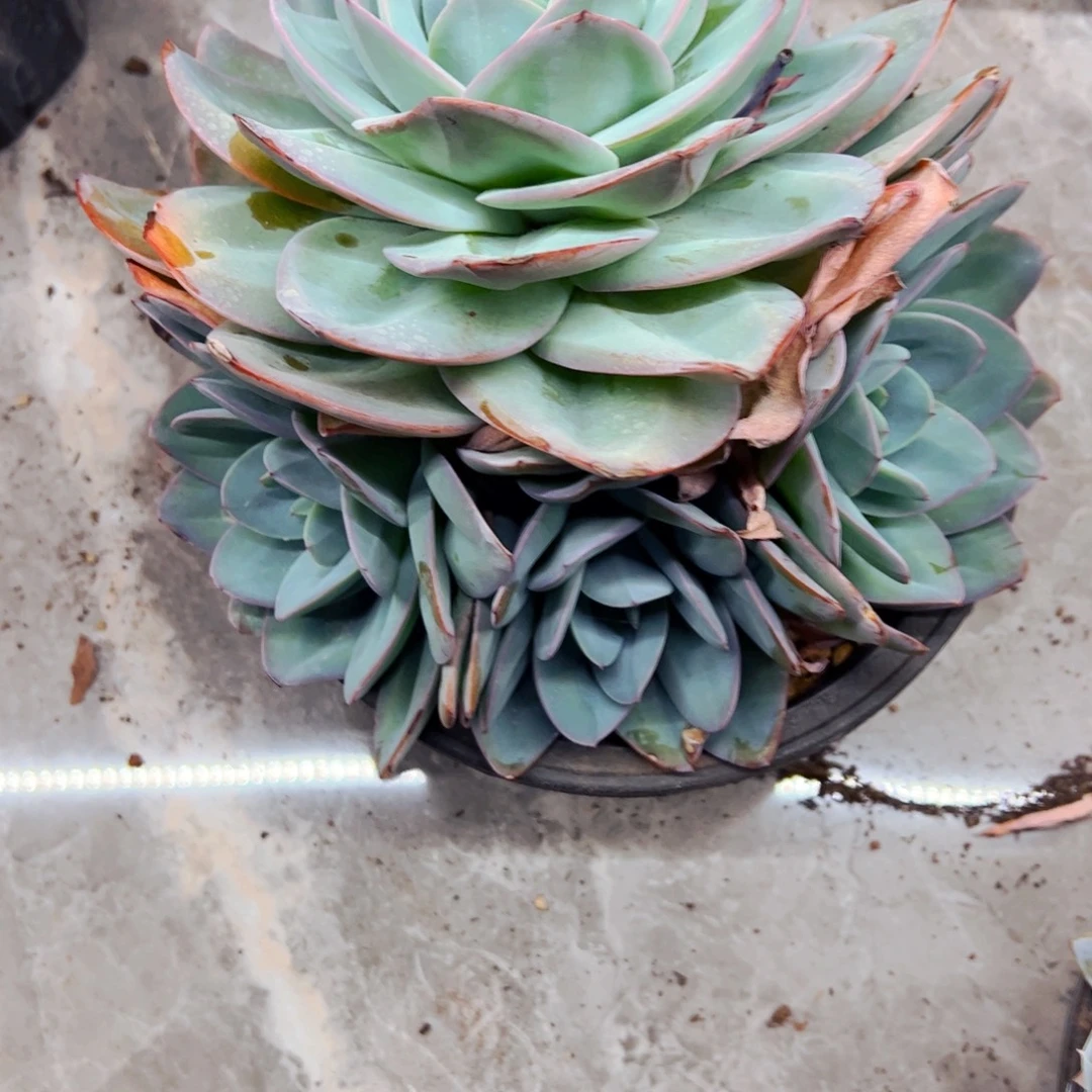 虎****多肉布鲁拦植物盆栽