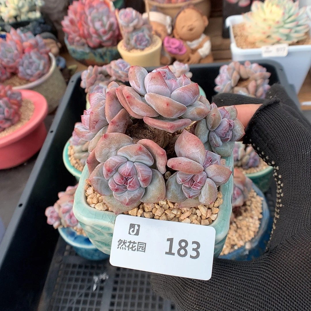 183星影多肉植物66666