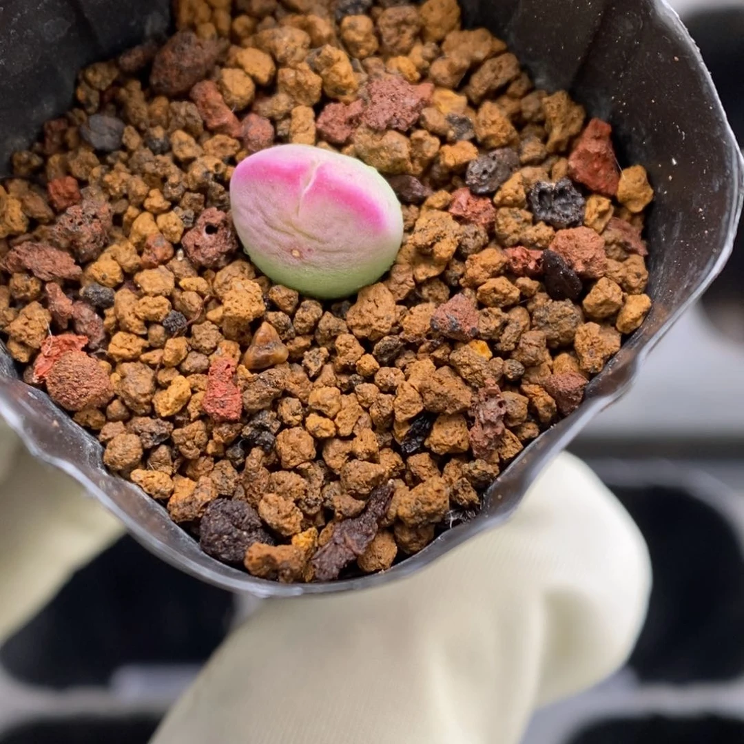 多肉植物肉锥杂交K-3427 粉将杂 微瑕
