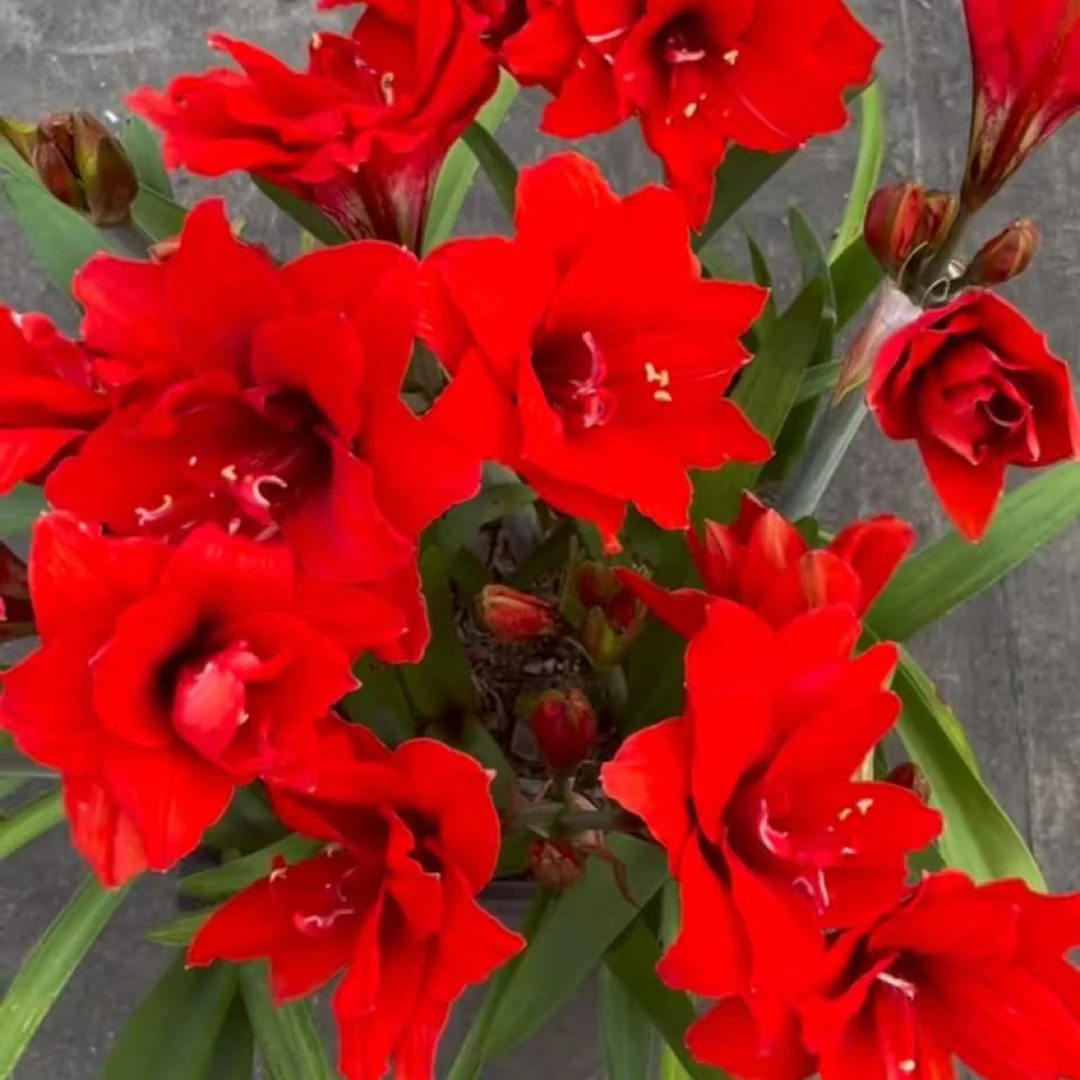 【红孔雀～重瓣】秘鲁朱顶红种球