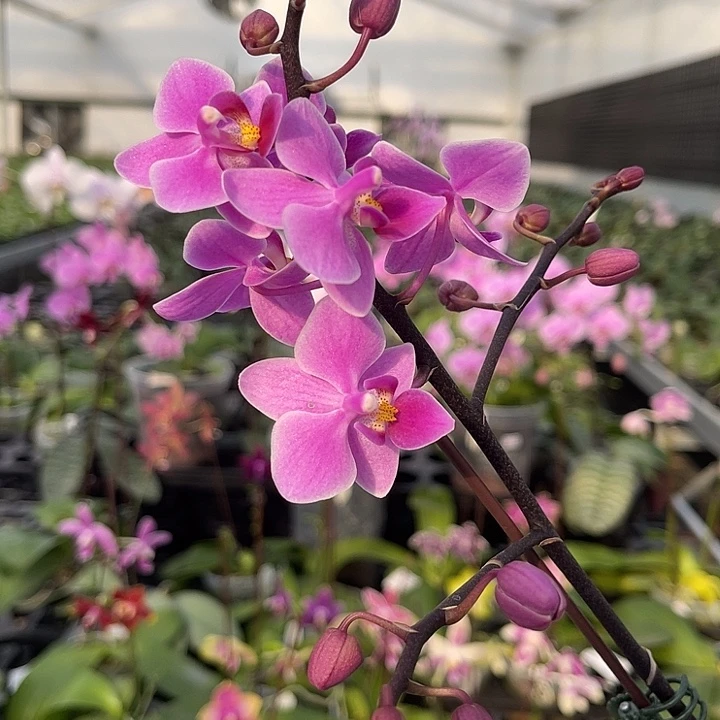 当前无花栽培后可以开花西交eq 788