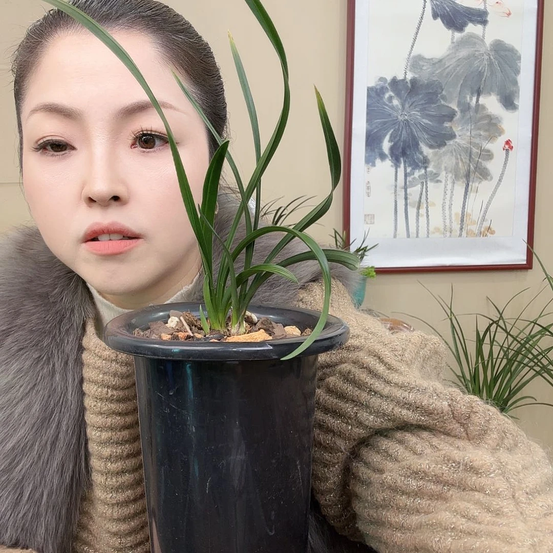 全部花苞汉***亚绿云无花