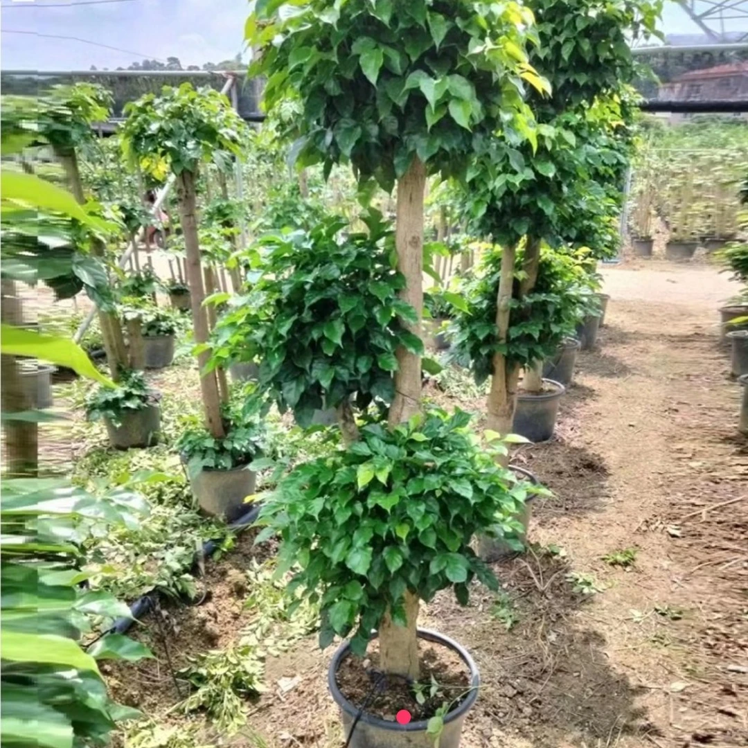 梦淵绿宝三层幸福树上办公室书房室内盆栽基地发货送货上门黄瓜