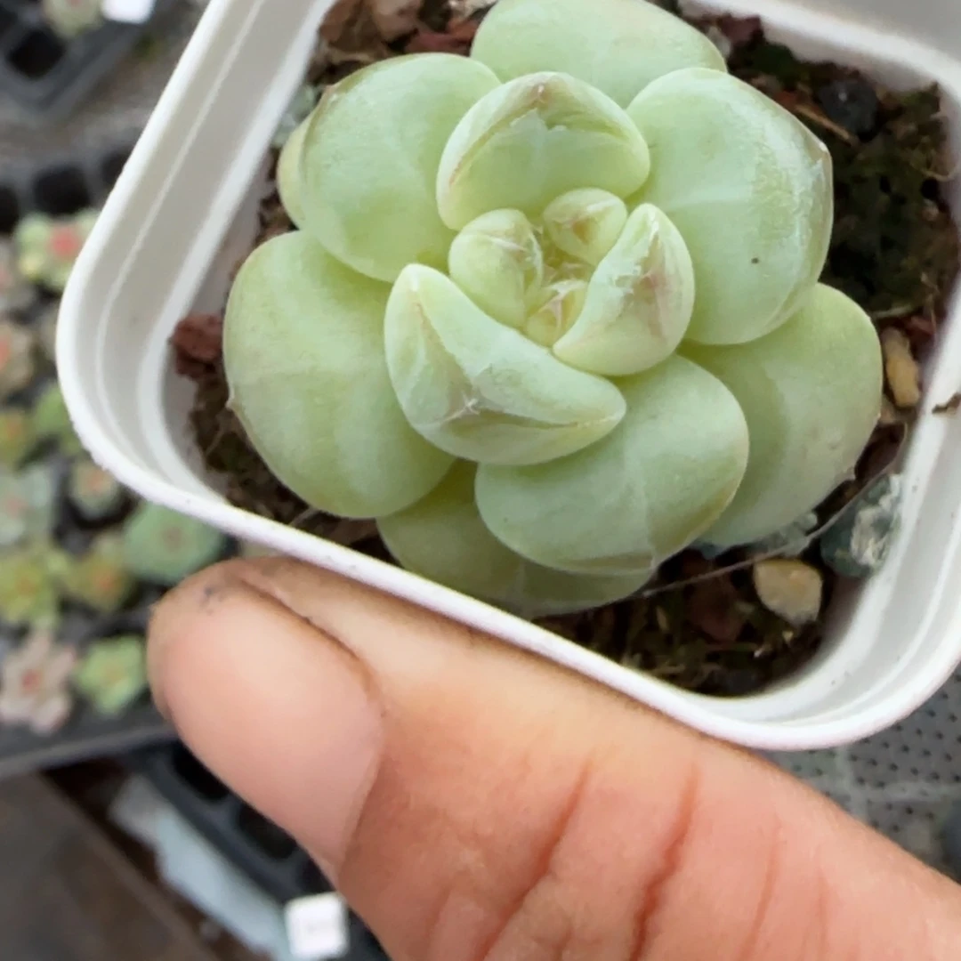 小卡拉米糖心一物一拍22-110