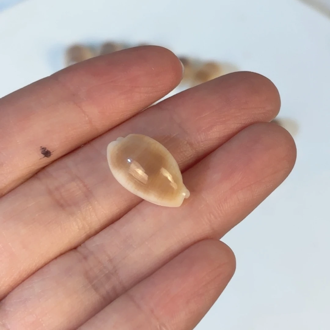 ****y天然海螺贝壳标本福利，