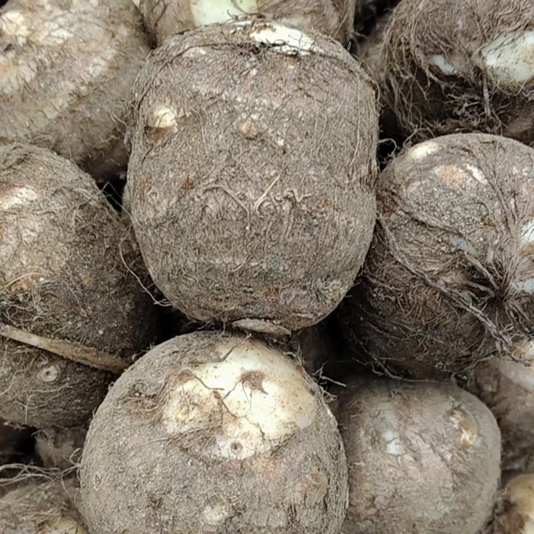 农家自种芋头软糯香甜应季新疆西藏青海的不发!！！！