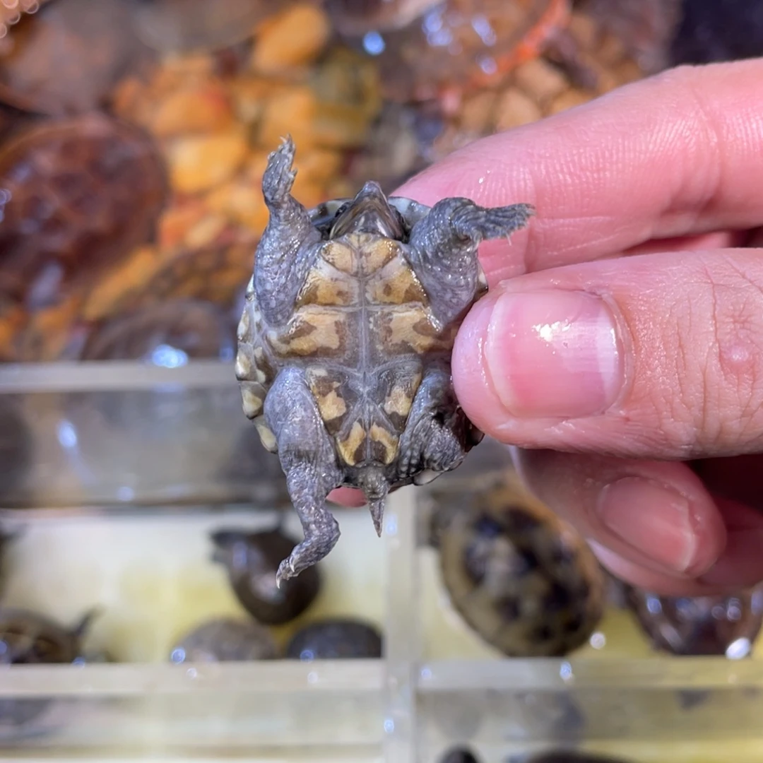 母大**哥点点滴滴点点滴滴