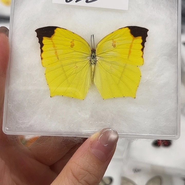 ¥***¥622号探方粉蝶压棉