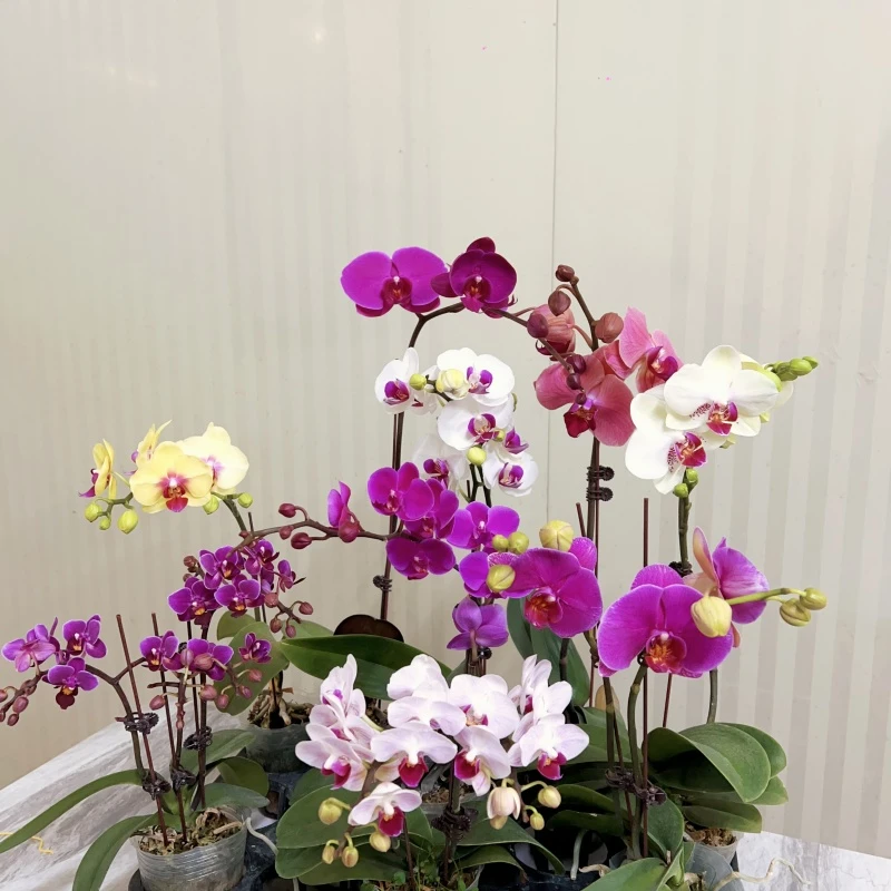 【一物一拍182】精品蝴蝶兰室内绿植，直播专用（仅此一盆）