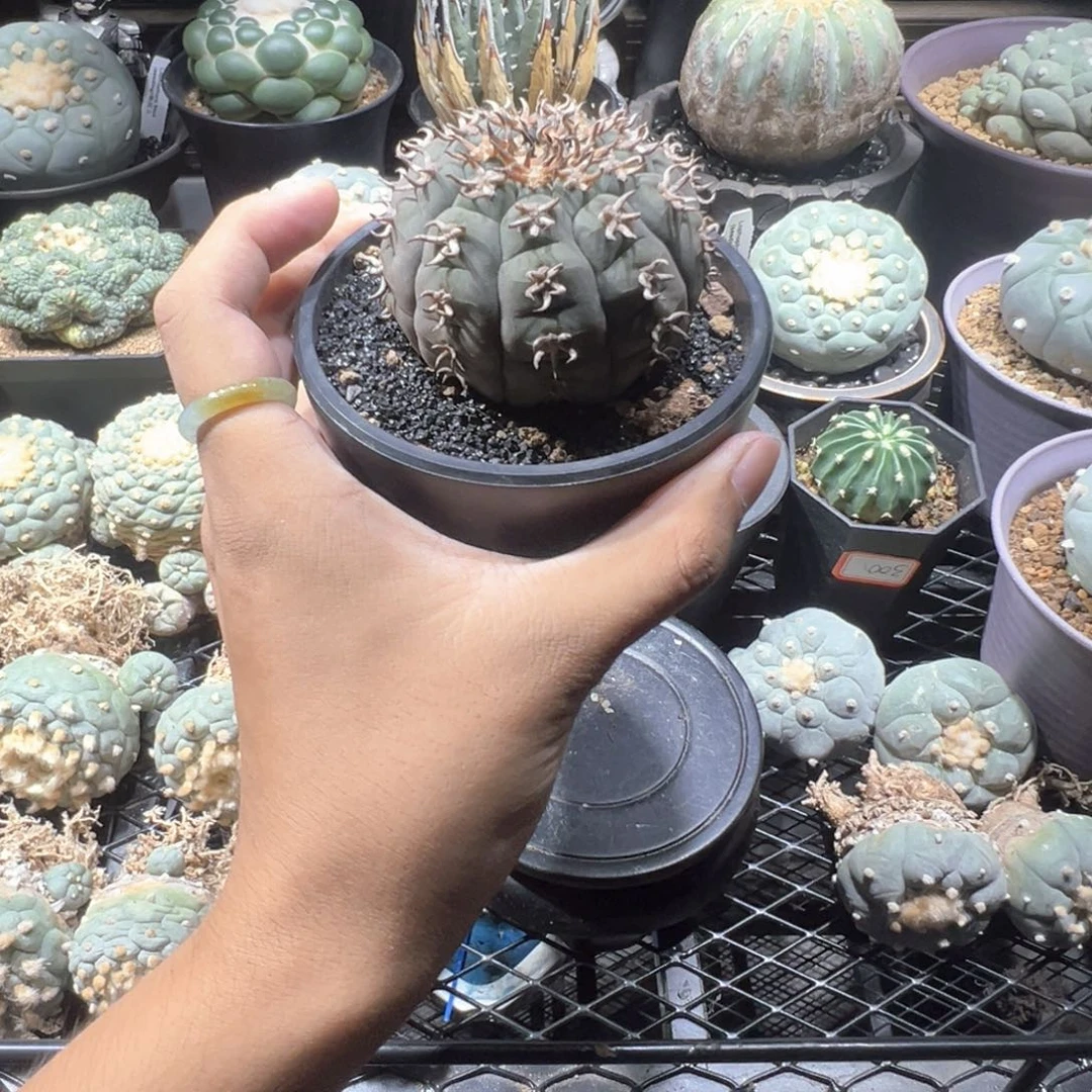 艳肌猫爪7.4vm（含盆