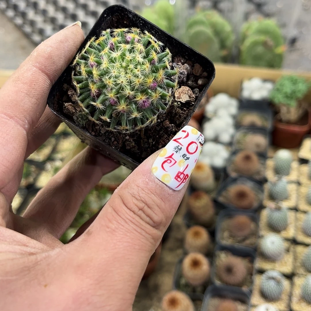 单头明星单头发货有根发货