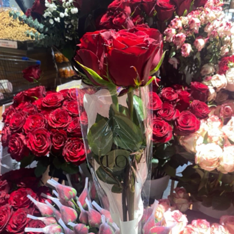 【情人节专享】卡罗拉玫瑰花3支