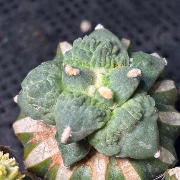 仙人球 一物一拍 草球嫁接 DP660