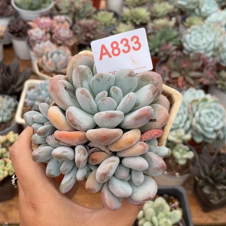 花***晓哈哈哈哈哈哈哈哈哈哈哈833