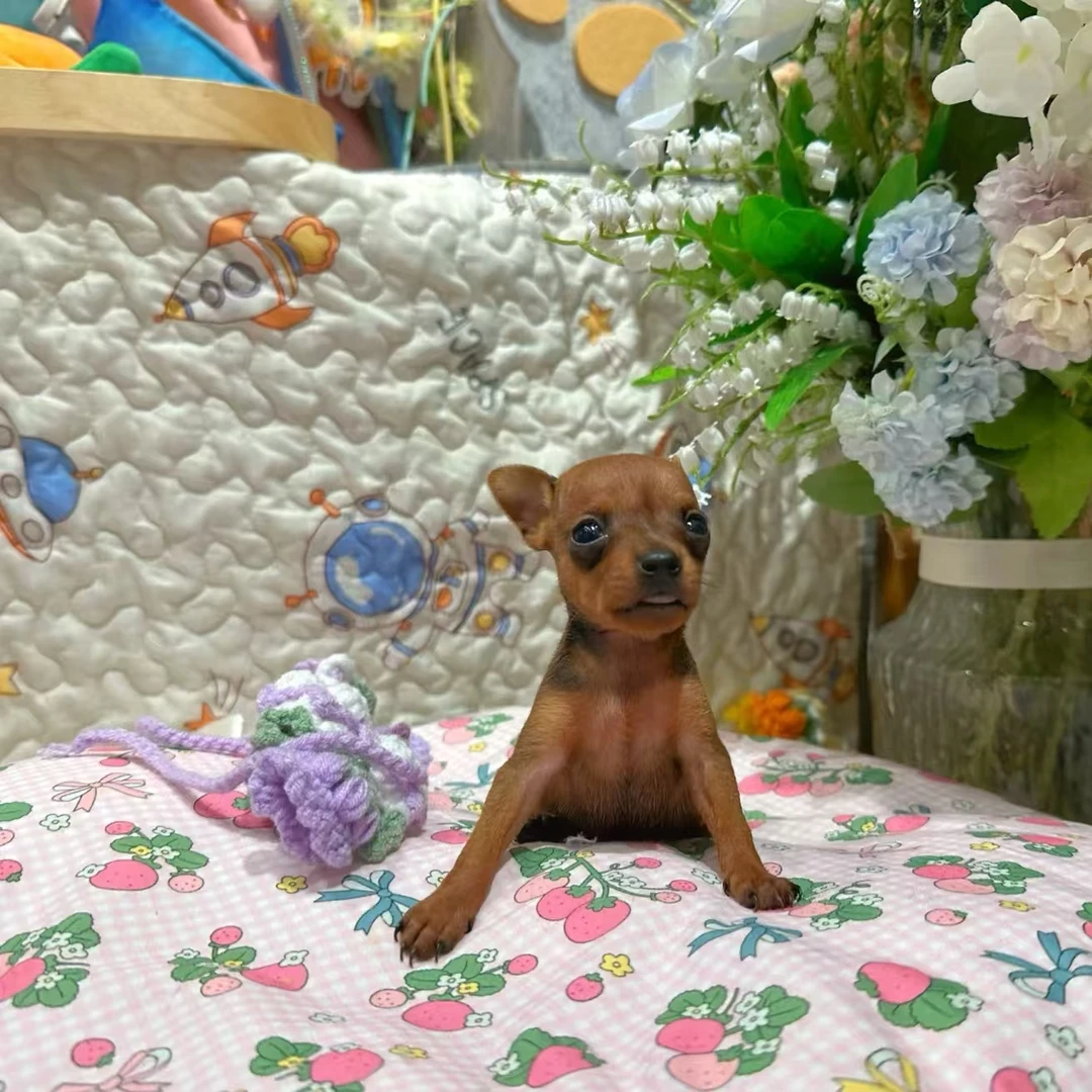 小鹿犬铁包金活体蓝色黄色