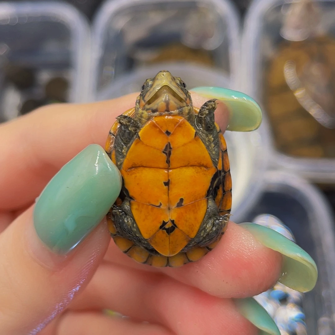 蛋龟母不分公母6777788