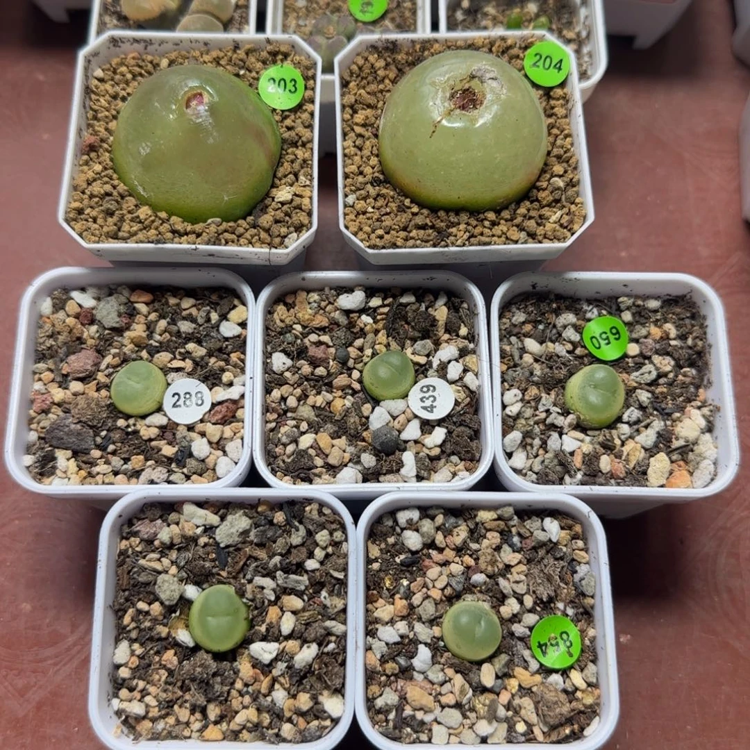 任***憨专拍漂亮多肉植物854