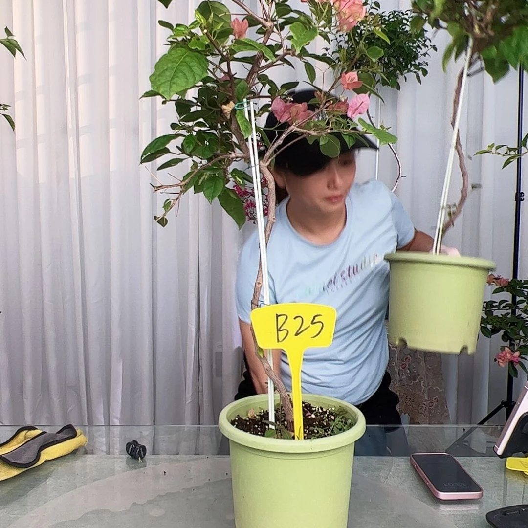 当前无花栽培后可以开花宇*B25金心橙白
