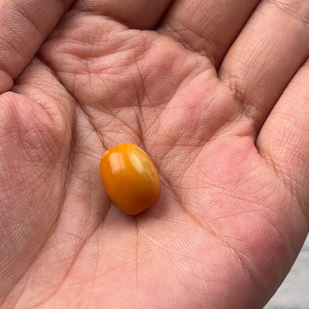 温***子蜜蜡未镶嵌颈饰老蜜蜡