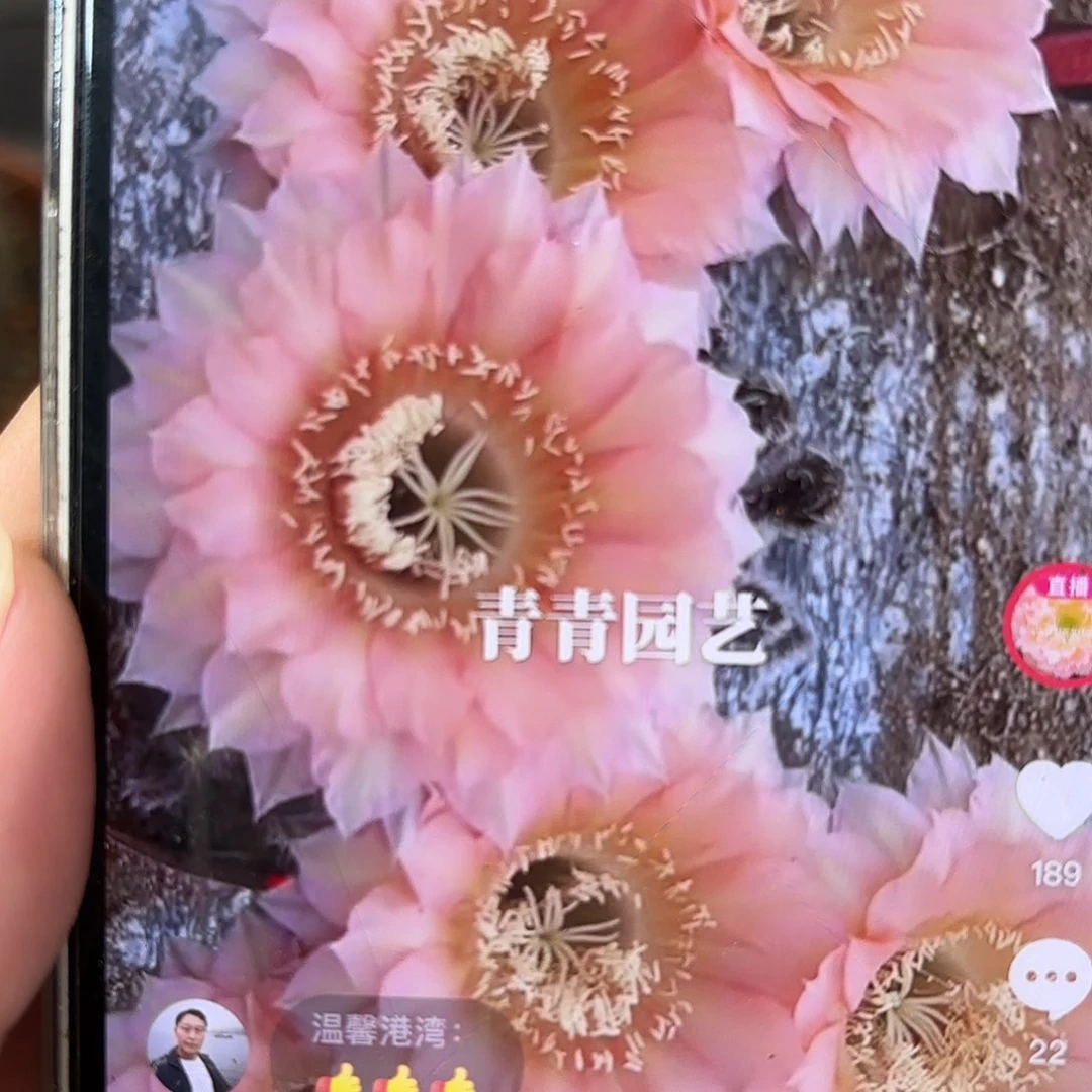 彩草青青1-7号7公分