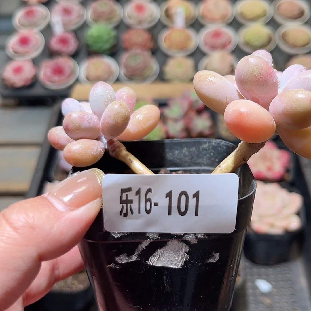 乐16-101 桃蛋双头