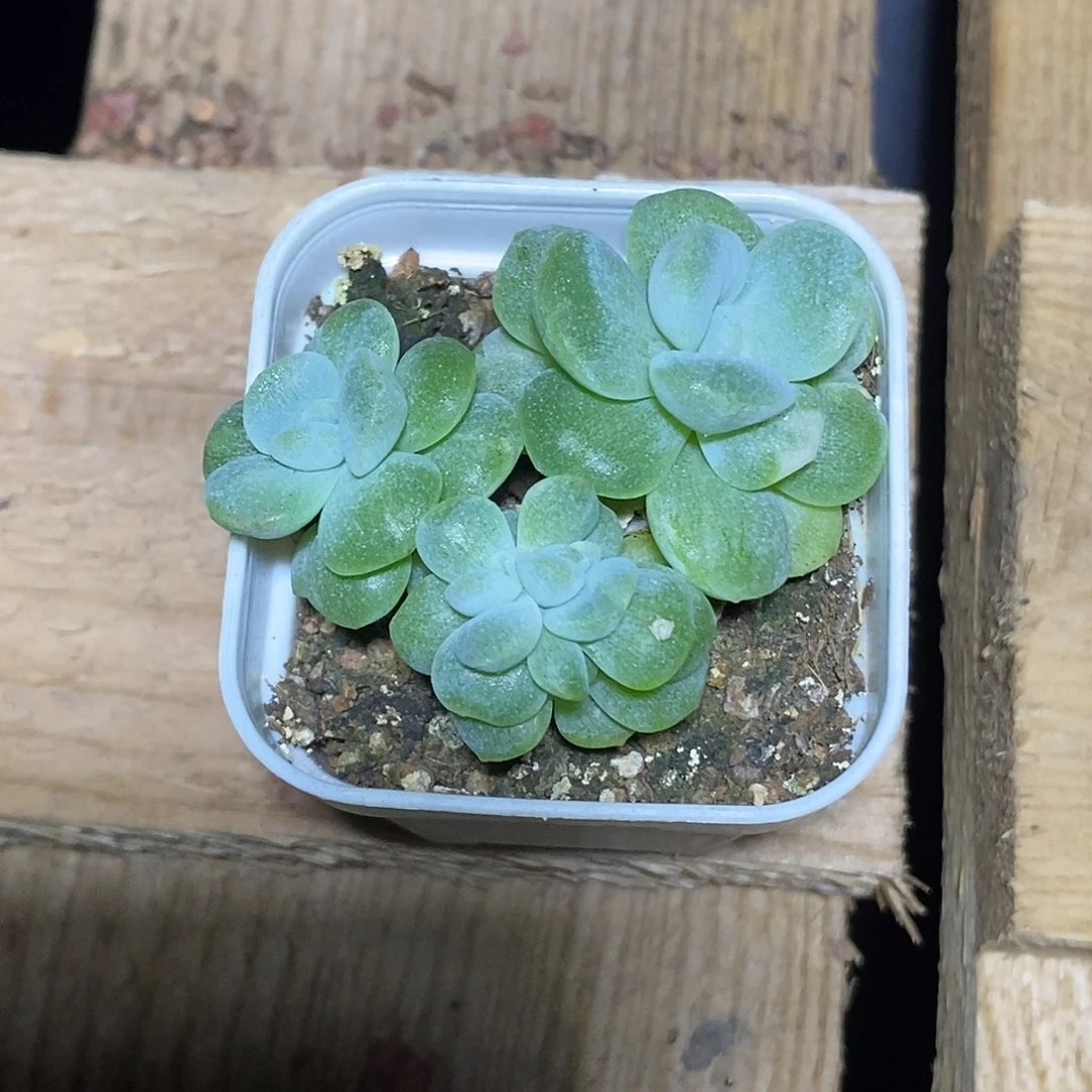棒***糖冰玉石化30包邮非偏远