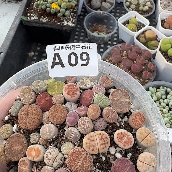 9多肉植物多肉植物