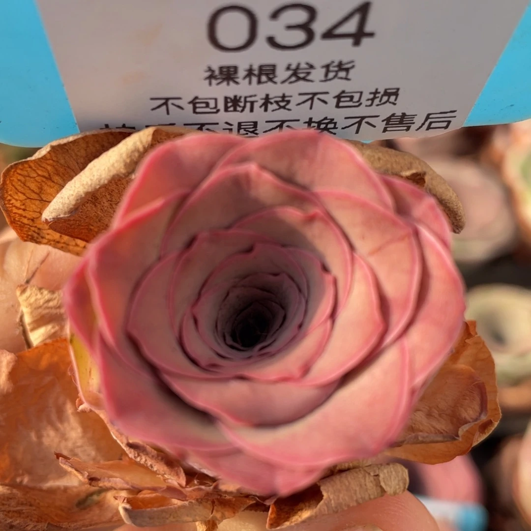 山地玫瑰034裸根发货不售后