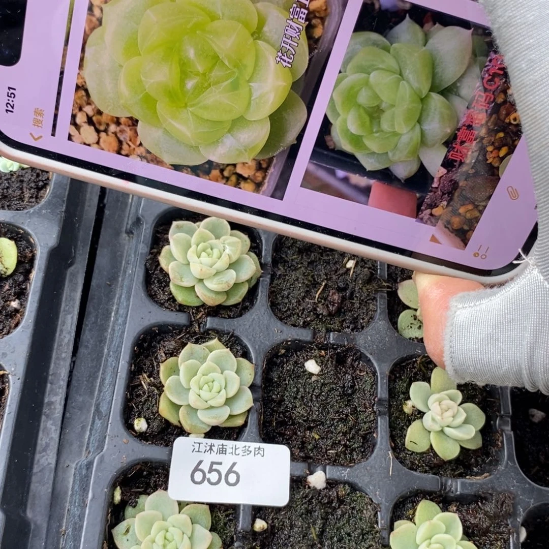 标656花开财富c10扦插一个