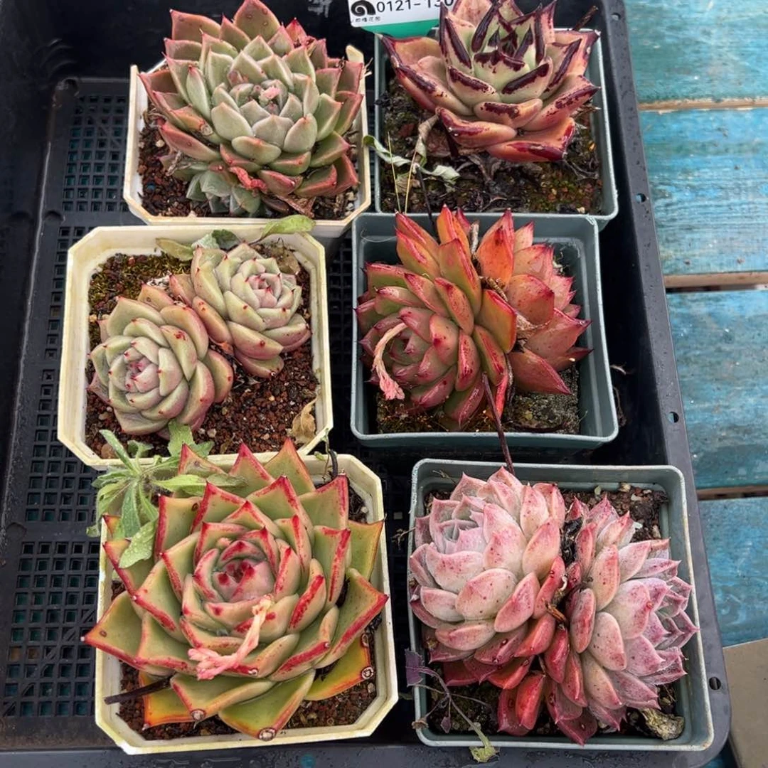 从前慢多肉精选编号0121.130