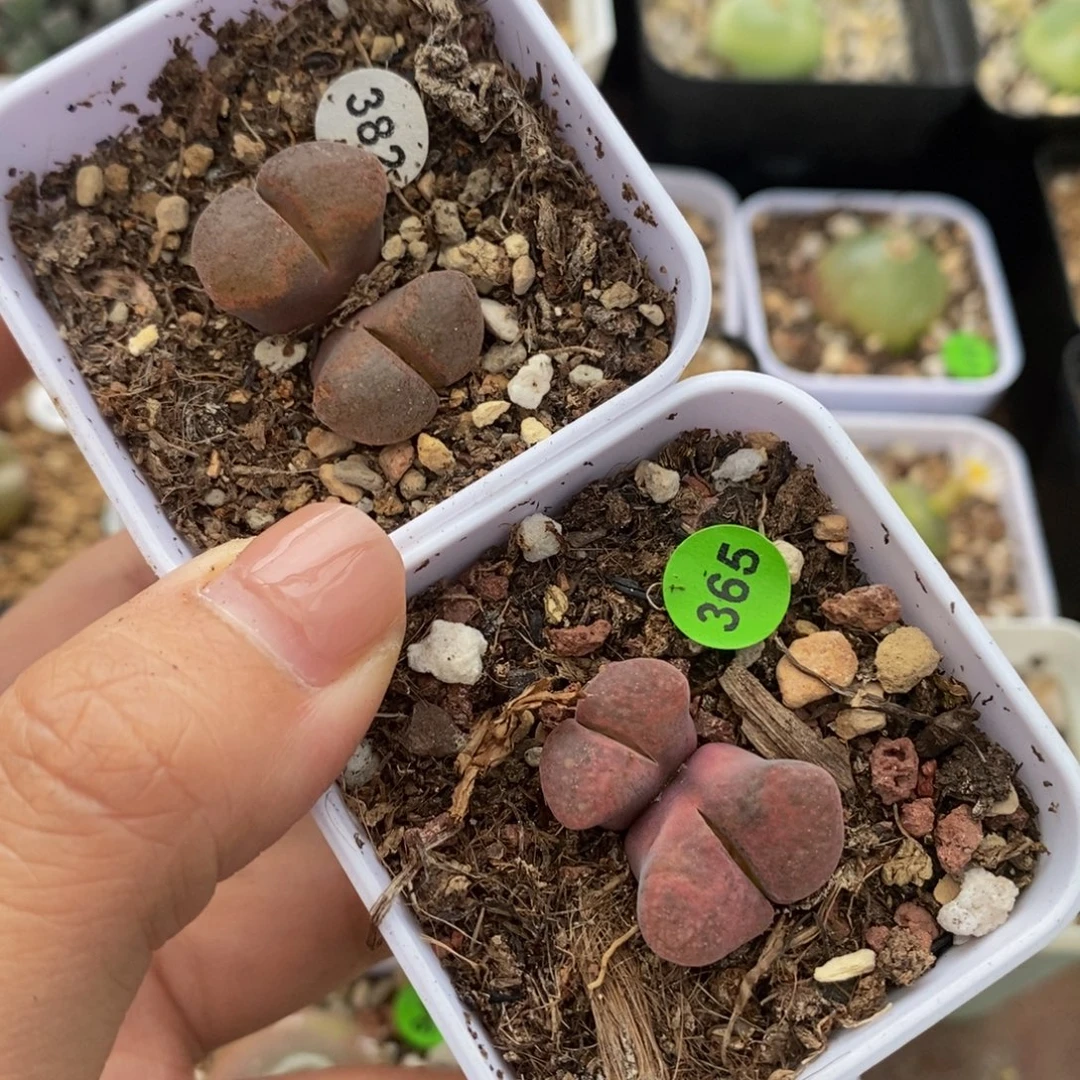 漂亮风铃双头两颗带盆