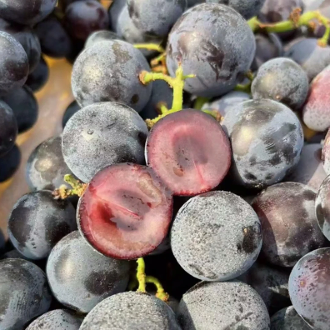 鹏子自营-新疆蓝莓葡萄（运输会掉枝介意勿拍）顺丰包邮