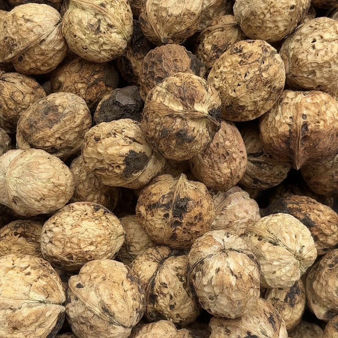 紫***莉云南南华野生菌中国大陆