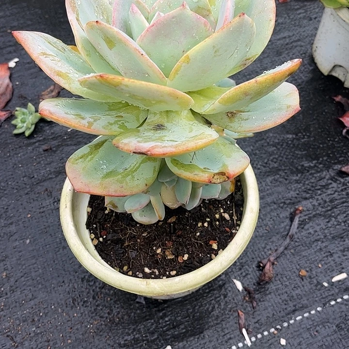 @***红白凤手捧花，一物一拍